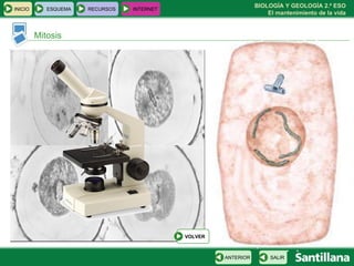 Mitosis INICIO ESQUEMA RECURSOS INTERNET SALIR ANTERIOR VOLVER 