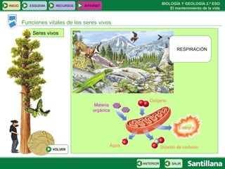 Seres vivos Funciones vitales de los seres vivos RESPIRACIÓN Oxígeno Agua Materia orgánica Dióxido de carbono Energía INICIO ESQUEMA RECURSOS INTERNET SALIR ANTERIOR VOLVER 