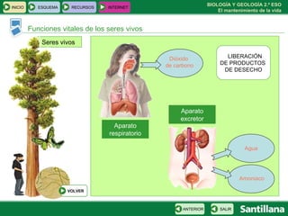 Seres vivos Funciones vitales de los seres vivos LIBERACIÓN  DE PRODUCTOS  DE DESECHO Dióxido  de carbono Agua Amoniaco Aparato respiratorio Aparato excretor INICIO ESQUEMA RECURSOS INTERNET SALIR ANTERIOR VOLVER 
