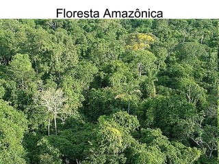 Floresta Amazônicasilmara robles escorsin