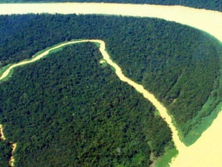 Floresta Amazônicasilmara robles escorsin