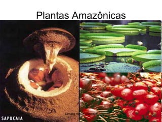 Plantas Amazônicassilmara robles escorsin