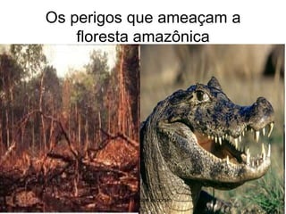 Os perigos que ameaçam a floresta amazônicasilmara robles escorsin