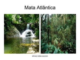 Mata Atlânticasilmara robles escorsin