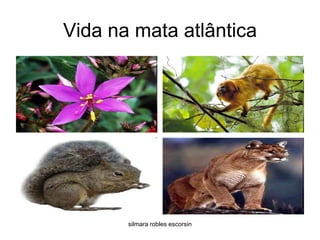 Vida na mata atlânticasilmara robles escorsin