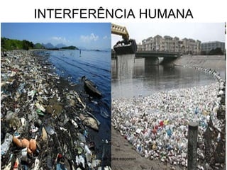 INTERFERÊNCIA HUMANAsilmara robles escorsin