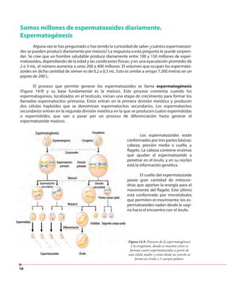 16
Somos millones de espermatozoides diariamente.
Espermatogénesis
Alguna vez te has preguntado o has tenido la curiosidad de saber ¿cuántos espermatozoi-
des se pueden producir diariamente por meiosis? La respuesta a esta pregunta te puede sorpren-
der. Se cree que un hombre saludable produce diariamente entre 100 y 150 millones de esper-
matozoides, dependiendo de la edad y las condiciones físicas; y en una eyaculación promedio de
2 o 3 mL, el número aumenta a unos 200 a 400 millones. El volumen que ocupan los espermato-
zoides en dicha cantidad de semen es de 0,2 a 0,3 mL. Esto es similar a arrojar 7.200 metras en un
pipote de 200 L.
El proceso que permite generar los espermatozoides se llama espermatogénesis
(Figura 14.9) y su base fundamental es la meiosis. Este proceso comienza cuando los
espermatogonios, localizados en el testículo, inician una etapa de crecimiento para formar los
llamados espermatocitos primarios. Estos entran en la primera división meiótica y producen
dos células haploides que se denominan espermatocitos secundarios. Los espermatocitos
secundarios entran en la segunda división meiótica en la que se producen cuatro espermátidas
o espermátides, que van a pasar por un proceso de diferenciación hasta generar el
espermatozoide maduro.
Figura 14.9. Procesos de la espermatogénesis
y la ovogénesis, donde se muestra cómo se
forman cuatro espermatozoides a partir de
una célula madre y cómo desde un ovocito se
forma un óvulo y 3 cuerpos polares.
Los espermatozoides están
conformados por tres partes básicas:
cabeza, porción media o cuello, y
flagelo. La cabeza contiene enzimas
que ayudan al espermatozoide a
penetrar en el óvulo, y en su núcleo
está la información genética.
El cuello del espermatozoide
posee gran cantidad de mitocon-
drias que aportan la energía para el
movimiento del flagelo. Este último
está conformado por microtúbulos
que permiten el movimiento: los es-
permatozoides nadan desde la vagi-
na hacia el encuentro con el óvulo.
 