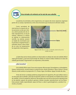 19
Una mirada a la mitosis en la raíz de una cebolla
Como recordarás de
esta lectura, la mayoría de es-
tos procesos se dan por mito-
sis y sólo la producción de cé-
lulas reproductivas se da por
meiosis. Observar la mitosis
en plantas es relativamente
sencillo. Las plantas poseen
un tejido de crecimiento que
le permite al vegetal formar y
extender ramas y raíces. Basa-
do en esto, les proponemos
las siguientes interrogantes:
Figura 14.10. Observen cómo se extienden, desde la base de la
cebolla, las raíces.
Las plantas, los animales y otros organismos, son capaces de crecer, repararse, regenerar
partes de su cuerpo, reproducirse, entre otras funciones que involucran la división celular.
¿Cuáles fases de la mitosis podrán ser observadas en células de raíces de cebolla (Allium
cepa) germinadas? ¿Cuál será el porcentaje de células en mitosis (índice mitótico) en raíces de
cebolla germinadas? Argumenten sus respuestas y discutánlas.
¿Qué necesitan?
Unacebolla(Alliumcepa).Frascodecompota.Microscopio.Portaobjetosycubreobjetos.
Gotero. Acetocarmín, orceína acética o carbol fucsina. Ácido clorhídrico. Tijera o bisturí. Carnoy
(Etanol y ácido acético en proporción 3:1). Pinzas. Agua. Servilletas. Aguja. Esmalte de uñas.
Antes de iniciar su trabajo podemos preguntarnos lo siguiente ¿Por qué utilizar raíces y
no otra parte de la cebolla? ¿Qué tipo de división celular se está dando en el tejido de las raíces
de cebolla? ¿Cómo lo podemos observar? Recuerden que una de las estructuras reproductivas
en las plantas capaces de producir gametos (células sexuales reproductivas) son las flores.
Estas poseen tejido especializado capaz de llevar a cabo la gametogénesis y producir los
óvulos y el polen.
 