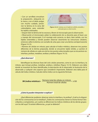 21
• Con un servilleta envuelvan
la preparación, ubíquenla en
la mesa y con el dedo pulgar,
con mucho cuidado, presio-
nen la lámina en la zona del
cubreobjetos para extender
los tejidos coloreados.
Figura 14.12. Lámina con el tejido de cebolla extendido y
coloreado para su observación.
• Sequen bien la lámina de los excesos y lleven al microscopio para la observación.
• Observación al microscopio: pidan la colaboración de su docente para el buen uso
y manejo del microscopio. Si el montaje está correcto, es decir, bien teñido, con los
tejidos extendidos y donde pueden observar claramente las estructuras celulares,
entonces sellen la lámina con esmalte de uñas para crear una lámina semipermanente
(Figura 14.12).
• Número de células en mitosis: para calcular el índice mitótico, observen tres puntos
diferentes de la lámina preparada, donde se encuentre tejido teñido, y cuenten el
número de células en cada uno de los tres puntos seleccionados que se encuentran en:
interfase, profase, metafase, anafase y telofase (Figura 14.13).
¿Qué observan?
Identifiquen las diversas fases del ciclo celular presentes, como lo son: la interfase y la
mitosis, que incluye profase, metafase, anafase y telofase (Figura 14.13). Elaboren una tabla
donde se muestren las fases identificadas, la descripción de lo observado, la ilustración de lo
observado y cualquier otro aspecto que consideren importante. Elaboren otra tabla para el
cálculo del índice mitótico. Calculen dicho índice con la siguiente fórmula:
¿Cómo lo pueden interpretar o explicar?
¿Qué diferencias pudieron observar entre la interfase y la profase? ¿Cuál es la disposi-
ción de los cromosomas en la metafase? ¿Todos los cromosomas tienen la misma forma? Des-
críbanlos y compárenlos: ¿en cuánto se diferencian los índices mitóticos de los demás grupos
con los del suyo? Si existen diferencias, ¿a qué se deberán?
IM (índice mitótico)= x100
Número total de células en mitosis
Número total de células
 