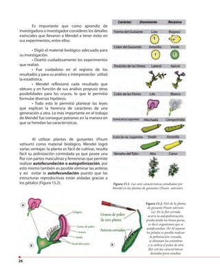 26
Es importante que como aprendiz de
investigadora o investigador consideres los detalles
esenciales que llevaron a Mendel a tener éxito en
sus experimentos, entre ellos:
• Eligió el material biológico adecuado para
su investigación.
• Diseñó cuidadosamente los experimentos
que realizó.
• Fue cuidadoso en el registro de los
resultados y para su análisis e interpretación utilizó
la estadística.
• Mendel reflexionó cada resultado que
obtuvo y en función de sus análisis propuso otras
posibilidades para los cruces, lo que le permitió
formular diversas hipótesis.
• Todo esto le permitió plantear las leyes
que explican la herencia de caracteres de una
generación a otra. Lo más importante en el trabajo
de Mendel fue conseguir patrones en la manera en
que se heredan las características.
Al utilizar plantas de guisantes (Pisum
sativum) como material biológico, Mendel logró
varias ventajas: la planta es fácil de cultivar, resulta
fácil su polinización controlada ya que posee una
flor con partes masculinas y femeninas que permite
realizar autofecundación o autopolinización, por
esto mismo también es posible eliminar las anteras
y así evitar la autofecundación puesto que las
estructuras reproductivas están aisladas gracias a
los pétalos (Figura 15.2). Figura 15.1. Las siete características estudiadas por
Mendel en las plantas de guisantes (Pisum sativum).
Figura 15.2. Flor de la planta
de guisante Pisum sativum.
(a) En la flor cerrada
ocurre la autopolinización,
produciendo las líneas puras,
es decir organismos que se
autofecundan. (b) Al separar
los pétalos es posible realizar
la polinización cruzada,
se eliminan los estambres
y se utiliza el polen de otra
flor con las características
deseadas para estudiar.
Figura 15.2.
de guisante Pisum sativum.
produciendo las líneas puras,
autofecundan. (b) Al separar
los pétalos es posible realizar
y se utiliza el polen de otra
 
