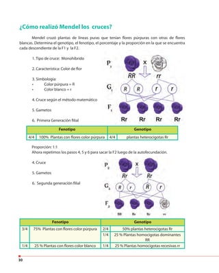 30
¿Cómo realizó Mendel los cruces?
Mendel cruzó plantas de líneas puras que tenían flores púrpuras con otras de flores
blancas. Determina el genotipo, el fenotipo, el porcentaje y la proporción en la que se encuentra
cada descendiente de la F1 y la F2.
1. Tipo de cruce: Monohíbrido
2. Característica: Color de flor
3. Simbología:
• Color púrpura = R
• Color blanco = r
4. Cruce según el método matemático
5. Gametos
6. Primera Generación filial
Fenotipo Genotipo
4/4 100% Plantas con flores color púrpura 4/4 plantas heterocigotas Rr
Fenotipo Genotipo
3/4 75% Plantas con flores color púrpura 2/4 50% plantas heterocigotas Rr
1/4 25 % Plantas homocigotas dominantes
RR
1/4 25 % Plantas con flores color blanco 1/4 25 % Plantas homocigotas recesivas rr
Proporción: 1:1
Ahora repetimos los pasos 4, 5 y 6 para sacar la F2 luego de la autofecundación.
4. Cruce
5. Gametos
6. Segunda generación filial
 