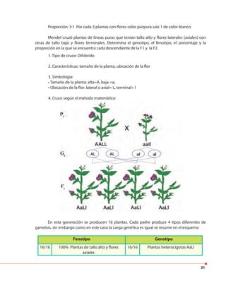 31
Fenotipo Genotipo
16/16 100% Plantas de tallo alto y flores
axiales
16/16 Plantas heterocigotas AaLl
Proporción: 3:1 Por cada 3 plantas con flores color púrpura sale 1 de color blanco.
Mendel cruzó plantas de líneas puras que tenían tallo alto y flores laterales (axiales) con
otras de tallo bajo y flores terminales. Determina el genotipo, el fenotipo, el porcentaje y la
proporción en la que se encuentra cada descendiente de la F1 y la F2.
1. Tipo de cruce: Dihíbrido
2. Características: tamaño de la planta, ubicación de la flor
3. Simbología:
• Tamaño de la planta: alta=A, baja =a;
• Ubicación de la flor: lateral o axial= L, terminal= l
4. Cruce según el método matemático
En esta generación se producen 16 plantas. Cada padre produce 4 tipos diferentes de
gametos, sin embargo como en este caso la carga genética es igual se resume en el esquema
 