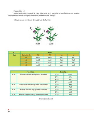 32
Proporción: 1:1
Ahora repetimos los pasos 4, 5 y 6 para sacar la F2 luego de la autofecundación, en este
caso vamos a utilizar otro procedimiento para facilitar el trabajo.
4. Cruce según el método del cuadrado de Punnet
Fenotipo Genotipo
9/16 Plantas de tallo alto y flores laterales 1/16 AALL
2/16 AALl
4/16 AaLl
2/16 AaLL
3/16 Plantas de tallo alto y flores terminales 1/16 AAll
2/16 Aall
3/16 Plantas de tallo bajo y flores laterales 1/16 aaLL
2/16 aaLl
1/16 Plantas de tallo bajo y flores terminales 1/16 aall
P2 AaLl
AaLl Gametos G2 AL Al aL al
AL AALL AALl AaLL AaLl
Al AALl AAll AaLl Aall
aL AaLL AaLl aaLL aaLl
al AaLl Aall aaLl aall
Proporción: 9:3:3:1
 