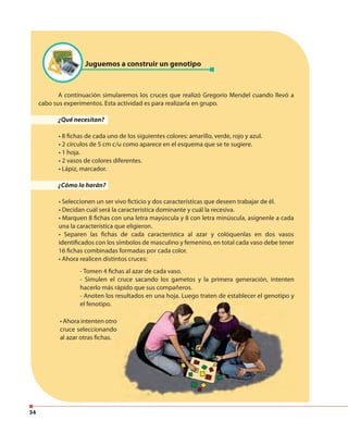 34
Juguemos a construir un genotipo
- Tomen 4 fichas al azar de cada vaso.
- Simulen el cruce sacando los gametos y la primera generación, intenten
hacerlo más rápido que sus compañeros.
- Anoten los resultados en una hoja. Luego traten de establecer el genotipo y
el fenotipo.
• Ahora intenten otro
cruce seleccionando
al azar otras fichas.
A continuación simularemos los cruces que realizó Gregorio Mendel cuando llevó a
cabo sus experimentos. Esta actividad es para realizarla en grupo.
¿Qué necesitan?
• 8 fichas de cada uno de los siguientes colores: amarillo, verde, rojo y azul.
• 2 círculos de 5 cm c/u como aparece en el esquema que se te sugiere.
• 1 hoja.
• 2 vasos de colores diferentes.
• Lápiz, marcador.
¿Cómo lo harán?
• Seleccionen un ser vivo ficticio y dos características que deseen trabajar de él.
• Decidan cuál será la característica dominante y cuál la recesiva.
• Marquen 8 fichas con una letra mayúscula y 8 con letra minúscula, asígnenle a cada
una la característica que eligieron.
• Separen las fichas de cada característica al azar y colóquenlas en dos vasos
identificados con los símbolos de masculino y femenino, en total cada vaso debe tener
16 fichas combinadas formadas por cada color.
• Ahora realicen distintos cruces:
 
