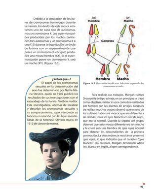 43
Debido a la separación de los pa-
res de cromosomas homólogos durante
la meiosis, los óvulos de esta mosca con-
tienen uno de cada tipo de autosomas,
más un cromosoma X. Los espermatozoi-
des producidos por los machos contie-
nen tres autosomas y un cromosoma X o
uno Y. Si durante la fecundación un óvulo
de fusiona con un espermatozoide que
posee un cromosoma X, el cigoto produ-
cirá una mosca hembra (XX). Si el esper-
matozoide posee un cromosoma Y, será
un macho (XY). (Figura 16.3).
Debido a la separación de los pa-
res de cromosomas homólogos durante
la meiosis, los óvulos de esta mosca con-
tienen uno de cada tipo de autosomas,
más un cromosoma X. Los espermatozoi-
des producidos por los machos contie-
nen tres autosomas y un cromosoma X o
uno Y. Si durante la fecundación un óvulo
de fusiona con un espermatozoide que
posee un cromosoma X, el cigoto produ-
cirá una mosca hembra (XX). Si el esper-
matozoide posee un cromosoma Y, será
Figura 16.3. Determinación del sexo. Solo están expresados los
cromosomas sexuales.
¿Sabías que...?
El papel de los cromosomas
sexuales en la determinación del
sexo fue determinado por Nettie Ma-
ria Stevens, quien en 1905 publicó los
resultados de sus investigaciones con el
escarabajo de la harina Tenebrio molitor.
Esta investigadora, además de localizar
y describir los cromosomas sexuales y
su comportamiento, supo interpretar su
función en relación con las leyes mende-
lianas de la herencia. Stevens murió en
1912 de cáncer de mama.1912 de cáncer de mama.
Para realizar sus trabajos, Morgan cultivó
Drosophila de tipo salvaje; en un principio se trazó
como objetivo realizar cruces como los realizados
por Mendel con las plantas de arvejas. Después
de realizar muchos cruces observó que en uno de
los cultivos había una mosca que era diferente a
las demás, tenía los ojos blancos en vez de rojos,
que era lo normal. Cuando la separó del grupo,
observó que esta mosca diferente era un macho
y la cruzó con una hembra de ojos rojos normal
para obtener los descendientes de la primera
generación. La descendencia resultante presentó
ojos rojos, lo que indicaba que el carácter "ojos
blancos" era recesivo. Morgan denominó white
(w), blanco en inglés, al gen correspondiente.
 