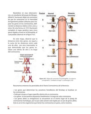 46
Basándose en esas observacio-
nes, un estudiante del grupo de Morgan,
Alfred H. Sturtevant, llegó a la conclusión
de que las variaciones en la intensidad
de ligamiento podían utilizarse para ma-
pear los genes en los cromosomas, defi-
niendo la distancia relativa entre unos y
otros. De esta forma, en 1913 Sturtevant
completó el mapa genético para cinco
genes ligados al sexo en la Drosophila, el
cual puedes observar en la figura 16.5.
En este mapa, observó que la
distancia entre dos genes, era igual a
la suma de las distancias entre cada
uno de ellos con otro intermedio, lo
que demostraba que los genes es-
taban uno detrás de otro a lo largo
del cromosoma.
niendo la distancia relativa entre unos y
otros. De esta forma, en 1913 Sturtevant
distancia entre dos genes, era igual a
uno de ellos con otro intermedio, lo
taban uno detrás de otro a lo largo
Resumamos entonces los postulados de la Teoría Cromosómica de la Herencia:
• Los genes que determinan los caracteres hereditarios del fenotipo se localizan en
los cromosomas.
• Cada gen ocupa un lugar específico dentro de un cromosoma.
• Los genes se encuentran dispuestos linealmente a lo largo de cada cromosoma.
• Los genes alelos (o antagónicos) se encuentran en el mismo lugar de la pareja de
cromosomas homólogos, por lo que cada carácter está regido por un par de genes alelos.
Esto es así en los organismos que tienen los cromosomas en pares, como nosotros.
Figura 16.5. Mapa del cromosoma X de Drosophila. Los números
corresponden a “unidades de mapa” o centimorgan (cM).
 