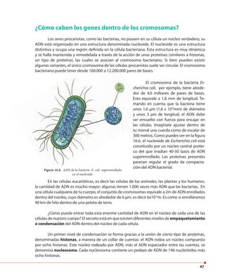 47
¿Cómo caben los genes dentro de los cromosomas?
Los seres procariotas, como las bacterias, no poseen en su célula un núcleo verdadero, su
ADN está organizado en una estructura denominada nucleoide. El nucleoide es una estructura
distintiva y ocupa una región definida en la célula bacteriana. Esta estructura es muy dinámica
y se halla mantenida y remodelada a través de la acción de unas proteínas (similares a histonas,
un tipo de proteína), las cuales se asocian al cromosoma bacteriano. Si bien pueden existir
algunas variantes, el único cromosoma de las células procariotas suele ser circular. El cromosoma
bacteriano puede tener desde 160.000 a 12.200.000 pares de bases.
distintiva y ocupa una región definida en la célula bacteriana. Esta estructura es muy dinámica
y se halla mantenida y remodelada a través de la acción de unas proteínas (similares a histonas,
un tipo de proteína), las cuales se asocian al cromosoma bacteriano. Si bien pueden existir
algunas variantes, el único cromosoma de las células procariotas suele ser circular. El cromosoma
bacteriano puede tener desde 160.000 a 12.200.000 pares de bases.
El cromosoma de la bacteria Es-
cherichia coli, por ejemplo, tiene alrede-
dor de 4,6 millones de pares de bases.
Esto equivale a 1,6 mm de longitud. To-
mando en cuenta que la bacteria tiene
unos 1,6 µm (1,6 x 10-6
mm) de diámetro
y unos 3 µm de longitud, el ADN debe
ser envuelto con fuerza para encajar en
las células. Imagínate ajustar dentro de
tu morral una cuerda como de escalar de
300 metros. Como puedes ver en la figura
16.6, el nucleoide de Escherichia coli está
constituido por un núcleo central protei-
co del que irradian 40-50 lazos de ADN
superenrollado. Las proteínas presentes
parecen regular el grado de compacta-
ción del ADN bacterial.
Figura 16.6. ADN de la bacteria E. coli superenrollado
en el nucleoide.
En las células eucarióticas, es decir las células de los animales, las plantas y los humanos,
la cantidad de ADN es mucho mayor; algunas tienen 1.000 veces más ADN que las bacterias. En
una célula cualquiera de tu cuerpo, el conjunto de cromosomas equivale a 2m de ADN enrollados
dentro del núcleo, cuyo diámetro es alrededor de 6 µm, es decir 6x10-6
m. Es como si enrolláramos
40 km de hilo dentro de una pelota de tenis.
¿Cómo puede entrar toda esta enorme cantidad de ADN en el núcleo de cada una de las
células de nuestro cuerpo? El secreto está en que existen diferentes niveles de empaquetamiento
o condensación del ADN dentro del núcleo de cada célula.
Un primer nivel de condensación se forma gracias a la unión de cierto tipo de proteínas,
denominadas histonas, a manera de un collar de cuentas: el ADN rodea un núcleo compuesto
por ocho histonas. Este núcleo rodeado por ADN, más el ADN espaciador entre las cuentas, se
denomina nucleosoma. Cada nucleosoma contiene un pedazo de ADN de 146 nucleótidos más
ocho histonas.
 