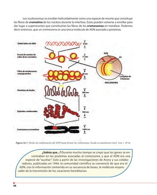 48
Los nucleosomas se enrollan helicoidalmente como una especie de resorte que constituye
las fibras de cromatina de los núcleos durante la interfase. Estos pueden volverse a enrollar para
dar lugar a superresortes que constituirían las fibras de los cromosomas en metafase. Podemos
decir entonces, que un cromosoma es una única molécula de ADN asociada a proteínas.
¿Sabías que...? Durante mucho tiempo se creyó que los genes se en-
contraban en las proteínas asociadas al cromosoma, y que el ADN era una
especie de “auxiliar”. Solo a partir de las investigaciones de Avery y sus colabo-
radores, publicadas en 1944, la comunidad científica se convenció de que era el
ADN, con la información contenida en su secuencia de bases, la molécula respon-
sable de la transmisión de los caracteres hereditarios.
Figura 16.7. Niveles de condensación del ADN hasta formar los cromosomas. Escala en nanómetros (nm). 1nm = 10-9
m.
 