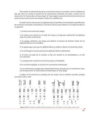 51
Para realizar el ordenamiento de los cromosomas tanto en cariotipos como en idiogramas
hay que tener en cuenta el tamaño de los cromosomas (ubicados de mayor a menor, con el
brazo corto "p" hacia arriba y el brazo largo "q" hacia abajo); la posición del centrómero (cen) y la
presencia de constricciones secundarias o tallos (st) y satélites (sa).
El análisis de los cromosomas en glóbulos blancos periféricos ha facilitado la identificación
de numerosas anomalías cromosómicas. Una de las técnicas para obtener un cariotipo de ellos es
la siguiente:
1. Se toma una muestra de sangre.
2. Se coloca una muestra en un tubo de ensayo y se deja que sedimenten los glóbulos
rojos, los cuales se descartan.
3. Se agrega colchicina, una droga que detiene el proceso de división celular de los
glóbulos blancos en la metafase.
4. Se agrega agua para que los glóbulos blancos estallen y liberen el contenido celular.
5. Se centrifuga la muestra para que los glóbulos blancos sedimenten.
6. Se toma una gota de la muestra, se fija con alcohol en un portaobjetos y se tiñe
con colorante.
7. La preparación se observa en el microscopio y se fotografía.
8. En una foto ampliada, se recortan los cromosomas individuales.
9. Los cromosomas se pegan por tamaño decreciente, alineados por el centrómero (cen),
con el brazo corto "p" hacia arriba y el brazo largo "q" hacia abajo.
La figura 16.10 muestra los cariotipos de una mujer y de un hombre normales ¿Puedes
reconocer cuál es cuál?
Figura 16.10. Cariotipos de células humanas normales, uno es de hombre y otro de mujer, ¿cuál es cuál?
 