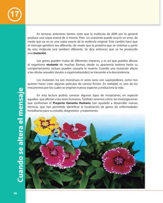 58
Cuandosealteraelmensaje
En lecturas anteriores hemos visto que la molécula de ADN por lo general
produce una copia exacta de sí misma. Pero en ocasiones puede ocurrir un error, de
modo que ya no es una copia exacta de la molécula original. Este cambio hace que
el mensaje genético sea diferente, de modo que la proteína que se sintetiza a partir
de esta molécula será tambien diferente. Se dice entonces que se ha producido
una mutación.
Los genes pueden mutar de diferentes maneras, y es así que pueden afectar
al organismo mutante de muchas formas, desde su apariencia externa hasta su
comportamiento; incluso pueden causarle la muerte. Cuando una mutación afecta
a las células sexuales (óvulos o espermatozoides) se transmite a la descendencia.
Los mutantes no son monstruos ni seres raros con superpoderes, como nos
quieren hacer creer algunas películas de ciencia ficción. En realidad, es uno de los
mecanismos por los cuales se originan nuevas especies y evoluciona la vida.
En esta lectura podrás conocer algunos tipos de mutaciones, en especial
aquellas que afectan a los seres humanos. También veremos cómo las investigaciones
que conforman el Proyecto Genoma Humano han ayudado a desarrollar nuevas
técnicas, que han permitido identificar la localización de genes de enfermedades
hereditarias para su estudio, diagnóstico y tratamiento.
17
 