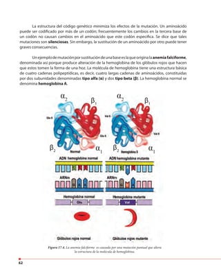 62
La estructura del código genético minimiza los efectos de la mutación. Un aminoácido
puede ser codificado por más de un codón; frecuentemente los cambios en la tercera base de
un codón no causan cambios en el aminoácido que este codón especifica. Se dice que tales
mutaciones son silenciosas. Sin embargo, la sustitución de un aminoácido por otro puede tener
graves consecuencias.
Unejemplodemutaciónporsustitucióndeunabaseeslaqueoriginalaanemiafalciforme,
denominada así porque produce alteración de la hemoglobina de los glóbulos rojos que hacen
que estos tomen la forma de una hoz. La molécula de hemoglobina tiene una estructura básica
de cuatro cadenas polipeptídicas, es decir, cuatro largas cadenas de aminoácidos, constituidas
por dos subunidades denominadas tipo alfa (α) y dos tipo beta (β). La hemoglobina normal se
denomina hemoglobina A.
Figura 17.4. La anemia falciforme es causada por una mutación puntual que altera
la estructura de la molécula de hemoglobina.
β1
β2
β2
β1
α2
α1
α1
α2
 