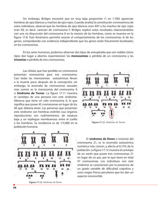 68
Sin embargo, Bridges encontró que en muy baja proporción (1 en 1.700) aparecían
hembras de ojos blancos y machos de ojos rojos. Cuando analizó la constitución cromosómica de
estos individuos, observó que las hembras de ojos blancos eran XXY y los machos de ojos rojos
eran X0, es decir, carecían de cromosoma Y. Bridges explicó estos resultados relacionándolos
con una no disyunción del cromosoma X en la meiosis de las hembras, como se muestra en la
figura 17.8. Este fenómeno permitió asociar el comportamiento de los cromosomas al de los
genes, comprobando con evidencia independiente que los genes están físicamente localizados
en los cromosomas.
En los seres humanos, podemos observar dos tipos de aneuploidía que son viables (otros
tipos dan lugar a abortos espontáneos): las monosomías o pérdida de un cromosoma y las
trisomías o pérdida de tres cromosomas.
Las células que han perdido un cromosoma
presentan monosomía para ese cromosoma.
Casi todas las monosomías autosómicas llevan
a la muerte poco después de la concepción; sin
embargo, la anomalía de cromosomas sexuales
más común es la monosomía del cromosoma X
o Síndrome de Turner. La figura 17.11 muestra
el cariotipo de una persona con este síndrome.
Observa que tiene un solo cromosoma X, lo que
significa que posee 45 cromosomas en lugar de los
46 que debería tener. Las personas que presentan
este síndrome son hembras estériles (sus órganos
reproductores son rudimentarios), de estatura
baja y un repliegue membranoso entre el cuello
y los hombros. Su incidencia es de 1/5.000 en la
población humana.
El síndrome de Down o trisomía del
cromosoma 21, es la anomalía autosómica
numérica más común, y afecta al 0,15% de la
población. La figura 17.12 muestra el cariotipo
de un varón que posee tres cromosomas 21
en lugar de un par, por lo que tiene en total
47 cromosomas. Los individuos con este
síndrome se caracterizan por la presencia de
un grado variable de dificultad cognitiva y
unos rasgos físicos peculiares que les dan un
aspecto reconocible.
Las células que han perdido un cromosoma
presentan monosomía para ese cromosoma.
Casi todas las monosomías autosómicas llevan
a la muerte poco después de la concepción; sin
embargo, la anomalía de cromosomas sexuales
más común es la monosomía del cromosoma X
. La figura 17.11 muestra
el cariotipo de una persona con este síndrome.
Observa que tiene un solo cromosoma X, lo que
significa que posee 45 cromosomas en lugar de los
46 que debería tener. Las personas que presentan
este síndrome son hembras estériles (sus órganos
reproductores son rudimentarios), de estatura
baja y un repliegue membranoso entre el cuello
Figura 17.11. Síndrome de Turner.
Figura 17.12. Síndrome de Down.Figura 17.12. Síndrome de Down.
 