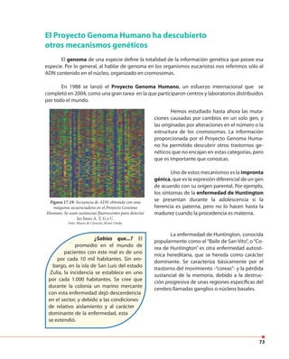 73
Figura 17.19. Secuencia de ADN obtenida con una
máquina secuenciadora en el Proyecto Genoma
Humano. Se usan sustancias fluorescentes para detectar
las bases A, T, G y C.
Foto: Museo de Ciencias, Reino Unido.
Hemos estudiado hasta ahora las muta-
ciones causadas por cambios en un solo gen, y
las originadas por alteraciones en el número o la
estructura de los cromosomas. La información
proporcionada por el Proyecto Genoma Huma-
no ha permitido descubrir otros trastornos ge-
néticos que no encajan en estas categorías, pero
que es importante que conozcas.
Uno de estos mecanismos es la impronta
génica, que es la expresión diferencial de un gen
de acuerdo con su origen parental. Por ejemplo,
los síntomas de la enfermedad de Huntington
se presentan durante la adolescencia si la
herencia es paterna, pero no lo hacen hasta la
madurez cuando la procedencia es materna.
El Proyecto Genoma Humano ha descubierto
otros mecanismos genéticos
El genoma de una especie define la totalidad de la información genética que posee esa
especie. Por lo general, al hablar de genoma en los organismos eucariotas nos referimos sólo al
ADN contenido en el núcleo, organizado en cromosomas.
En 1988 se lanzó el Proyecto Genoma Humano, un esfuerzo internacional que se
completó en 2004, como una gran tarea en la que participaron centros y laboratorios distribuidos
por todo el mundo.
La enfermedad de Huntington, conocida
popularmente como el“Baile de San Vito”, o“Co-
rea de Huntington” es otra enfermedad autosó-
mica hereditaria, que se hereda como carácter
dominante. Se caracteriza básicamente por el
trastorno del movimiento -“coreas”- y la pérdida
sustancial de la memoria, debido a la destruc-
ción progresiva de unas regiones específicas del
cerebro llamadas ganglios o núcleos basales.
¿Sabías que...? El
promedio en el mundo de
pacientes con este mal es de uno
por cada 10 mil habitantes. Sin em-
bargo, en la isla de San Luis del estado
Zulia, la incidencia se establece en uno
por cada 1.000 habitantes. Se cree que
durante la colonia un marino mercante
con esta enfermedad dejó descendencia
en el sector, y debido a las condiciones
de relativo aislamiento y al carácter
dominante de la enfermedad, esta
se extendió.
 