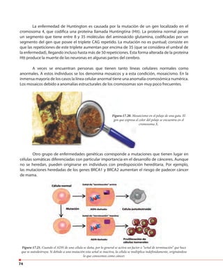 74
La enfermedad de Huntington es causada por la mutación de un gen localizado en el
cromosoma 4, que codifica una proteína llamada Huntingtina (Htt). La proteína normal posee
un segmento que tiene entre 8 y 35 moléculas del aminoácido glutamina, codificadas por un
segmento del gen que posee el triplete CAG repetido. La mutación no es puntual; consiste en
que las repeticiones de este triplete aumentan por encima de 35 (que se considera el umbral de
la enfermedad), llegando incluso hasta más de 50 repeticiones. Esta forma alterada de la proteína
Htt produce la muerte de las neuronas en algunas partes del cerebro.
Otro grupo de enfermedades genéticas corresponde a mutaciones que tienen lugar en
células somáticas diferenciadas con particular importancia en el desarrollo de cánceres. Aunque
no se heredan, pueden originarse en individuos con predisposición hereditaria. Por ejemplo,
las mutaciones heredadas de los genes BRCA1 y BRCA2 aumentan el riesgo de padecer cáncer
de mama.
Figura 17.20. Mosaicismo en el pelaje de una gata. El
gen que expresa el color del pelaje se encuentra en el
cromosoma X.
Figura 17.21. Cuando el ADN de una célula se daña, por lo general se activa un factor o “señal de terminación” que hace
que se autodestruya. Si debido a una mutación esta señal se inactiva, la célula se multiplica indefinidamente, originándose
lo que conocemos como cáncer.
A veces se encuentran personas que tienen tanto líneas celulares normales como
anormales. A estos individuos se los denomina mosaicos y a esta condición, mosaicismo. En la
inmensa mayoría de los casos la línea celular anormal tiene una anomalía cromosómica numérica.
Los mosaicos debido a anomalías estructurales de los cromosomas son muy poco frecuentes.
 