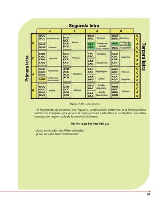 81
• El fragmento de proteína que figura a continuación pertenece a la hemoglobina
falciforme. Compara esta secuencia con la anterior e identifica el nucleótido que sufrió
la mutación responsable de la anemia falciforme:
Val-His-Leu-Thr-Pro-Val-Glu
• ¿Cuál es el codón de ARNm alterado?
• ¿Cuál o cuáles bases cambiaron?
Figura 17.30. Código genético.
 