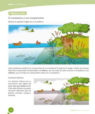 Módulo 1 / Ecosistemas
Observa y lee
El ecosistema y sus componentes
Observa la siguiente imagen de un ecosistema.
¿Cómo podríamos clasificar los componentes de un ecosistema? Si observas la imagen notarás que siempre
habrá dos componentes fundamentales: los bióticos, que son todos los seres vivos de un ecosistema, y los
abióticos, que son todos los componentes inertes de un ecosistema.
Factores bióticos
Los factores bióticos de un
ecosistema son todos los
seres vivos que habitan en él.
Entre estos factores se pueden
encontrar diferentes tipos de
plantas, animales, hongos y
bacterias.
16 Unidad 1 / Ciencias de la vida
 
