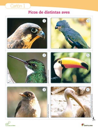 Cartón 1
Picos de distintas aves
PawelRyszawa/WikimediaCommons
WikimediaCommonsWikimediaCommons
1
2
3
4
5
6
 