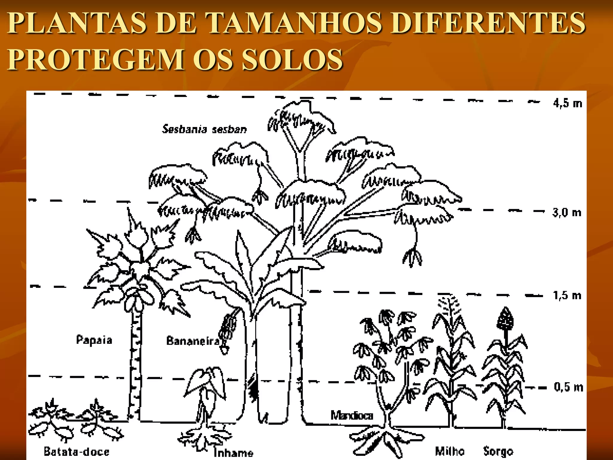 PLANTAS DE TAMANHOS DIFERENTES
PROTEGEM OS SOLOS
 