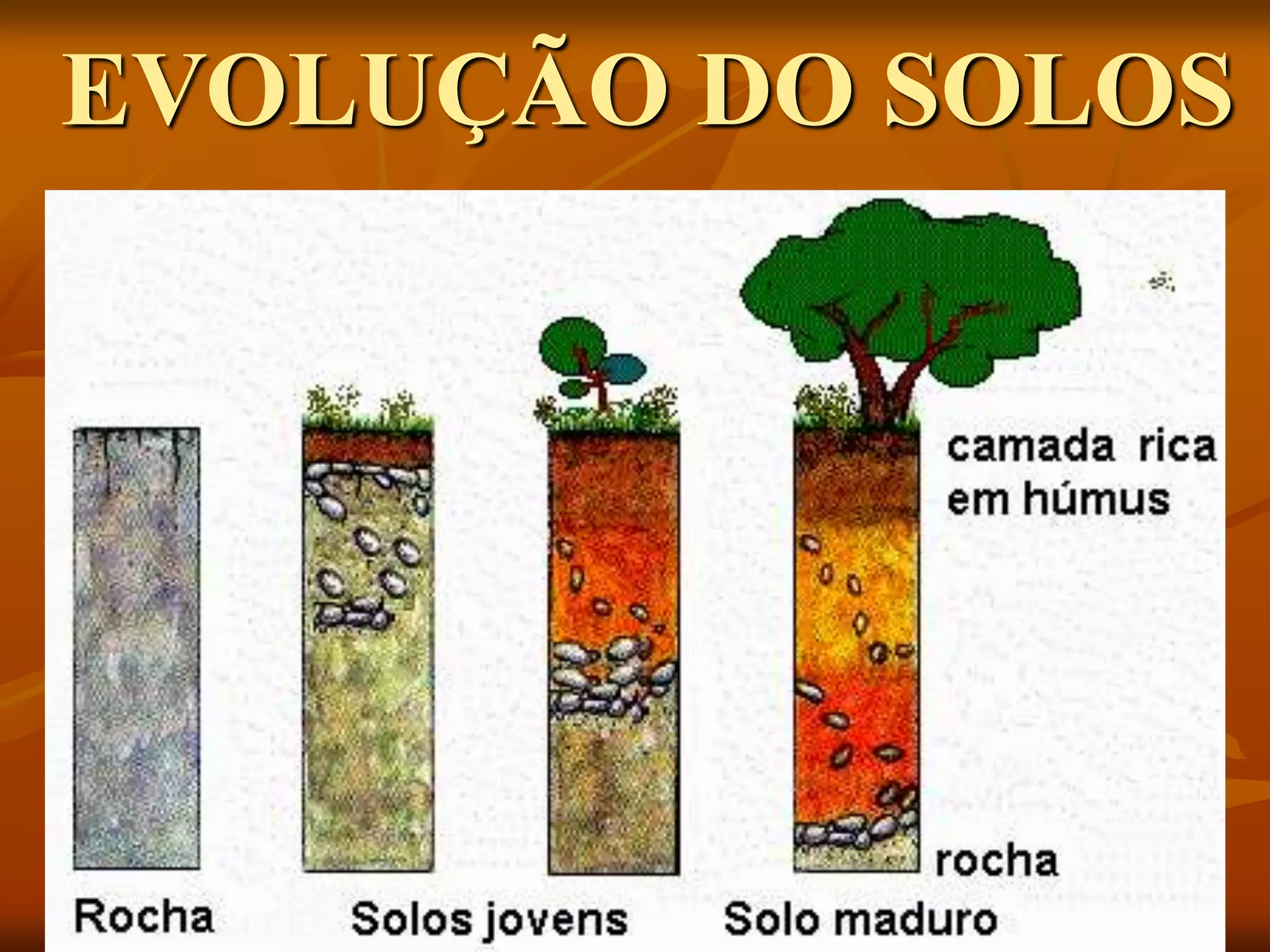 EVOLUÇÃO DO SOLOS
 
