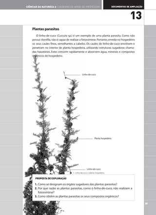 CIÊNCIAS DA NATUREZA 6 | CADERNO DE APOIO AO PROFESSOR                             DOCUMENTOS DE AMPLIAÇÃO




                                                                                                13
    Plantas parasitas
       O linho-de-cuco (Cuscuta sp.) é um exemplo de uma planta parasita. Como não
    possui clorofila, não é capaz de realizar a fotossíntese. Portanto, enreda no hospedeiro
    os seus caules finos, semelhantes a cabelos. Os caules do linho-de-cuco envolvem e
    penetram no interior de planta hospedeira, utilizando estruturas sugadoras chama-
    das haustórios. Estes crescem rapidamente e absorvem água, minerais e compostos
    orgânicos do hospedeiro.




                                                Linho-de-cuco




                                                               Planta hospedeira




                                                      Linho-de-cuco
                                      1. Linho-de-cuco e planta hospedeira.

      PROPOSTA DE EXPLORAÇÃO

      1. Como se designam os órgãos sugadores das plantas parasitas?
      2. Por que razão as plantas parasitas, como o linho-de-cuco, não realizam a
         fotossíntese?
      3. Como obtêm as plantas parasitas os seus compostos orgânicos?

                                                                                                             39
 