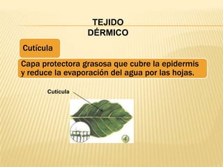 TEJIDO
                 DÉRMICO
Cutícula
Capa protectora grasosa que cubre la epidermis
y reduce la evaporación del agua por las hojas.

      Cutícula
 