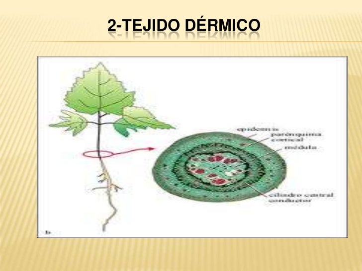 Ciencias 9° presentación p ara el blog