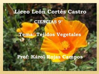Liceo León Cortés Castro
      CIENCIAS 9°

 Tema: Tejidos Vegetales



Prof: Károl Rojas Campos
 