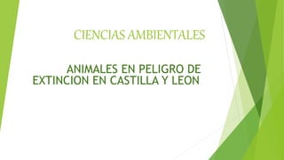 CIENCIAS AMBIENTALES
ANIMALES EN PELIGRO DE
EXTINCION EN CASTILLA Y LEON.
 