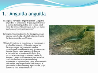 1.- Anguilla anguilla
La anguila europea o anguila común (Anguilla
anguilla) es una especie de pez anguiliforme de
la familia de los anguílidos, muy común en el
norte del océano Atlántico y en todos los mares
que bañan el continente europeo.2
La longitud máxima descrita fue de 133 cm ,con un
peso de unos 6,6 kg, y la edad máxima descrita
fue de un ejemplar con 88 años.
Al final del invierno la zona donde se reproducen es
en el Atlántico oeste, el llamado mar de los
Sargazos, donde nacen y pasan una fase
como larvas leptocéfalas que, con unos 10 meses
de edad, llegan hasta las costas de Europa
arrastradas por la corriente del Golfo. Son
peces catádromos, que remontan los ríos de
jóvenes y crecen en ellos durante muchos años,
tras lo cual sufren una metamorfosis y
emprenden el regreso al mar como adultos donde
descienden a aguas profundas de hasta 700 m
para madurar sexualmente y reproducirse, viaje
durante el cual no se alimentan.
 