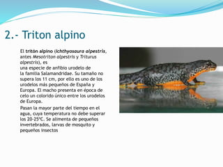 2.- Triton alpino
El tritón alpino (Ichthyosaura alpestris,
antes Mesotriton alpestris y Triturus
alpestris), es
una especie de anfibio urodelo de
la familia Salamandridae. Su tamaño no
supera los 11 cm, por ello es uno de los
urodelos más pequeños de España y
Europa. El macho presenta en época de
celo un colorido único entre los urodelos
de Europa.
Pasan la mayor parte del tiempo en el
agua, cuya temperatura no debe superar
los 20-25ºC. Se alimenta de pequeños
invertebrados, larvas de mosquito y
pequeños insectos
 
