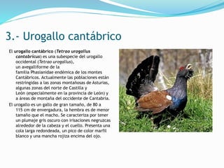 3.- Urogallo cantábrico
El urogallo cantábrico (Tetrao urogallus
cantabricus) es una subespecie del urogallo
occidental (Tetrao urogallus),
un avegalliforme de la
familia Phasianidae endémica de los montes
Cantábricos. Actualmente las poblaciones están
restringidas a las zonas montañosas de Asturias,
algunas zonas del norte de Castilla y
León (especialmente en la provincia de León) y
a áreas de montaña del occidente de Cantabria.
El urogallo es un gallo de gran tamaño, de 80 a
115 cm de envergadura, la hembra es de menor
tamaño que el macho. Se caracteriza por tener
un plumaje gris oscuro con irisaciones negruzcas
alrededor de la cabeza y el cuello. Presenta una
cola larga redondeada, un pico de color marfil
blanco y una mancha rojiza encima del ojo.
 