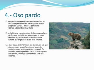 4.- Oso pardo
El oso pardo europeo (Ursus arctos arctos) es
una subespecie del oso pardo (Ursus arctos)
propia de Europa, desde la península
ibérica a Escandinavia y Rusia
Es un habitante característico de bosques maduros
de Europa, en hábitats boscosos en la zona
occidental y en la oriental en hábitats de
tundra. Su longevidad es de 25 a 30 años.
Los osos pasan el invierno en sus oseras, en las que
duermen con un sueño entrecortado, sin
variaciones en su temperatura corporal. Es
también en este período cuando los osos paren
(diciembre, enero) y comienzan a criar sus
oseznos.
 