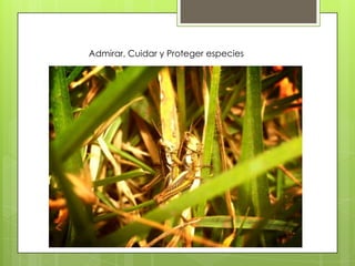 Admirar, Cuidar y Proteger especies

 