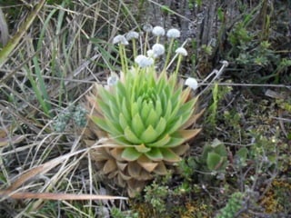 Ciencias Ambientales Tomadores de Consciencia.
