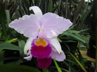 Ciencias Ambientales Tomadores de Consciencia.