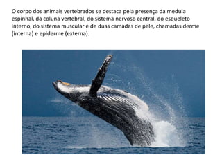 O corpo dos animais vertebrados se destaca pela presença da medula
espinhal, da coluna vertebral, do sistema nervoso central, do esqueleto
interno, do sistema muscular e de duas camadas de pele, chamadas derme
(interna) e epiderme (externa).
 