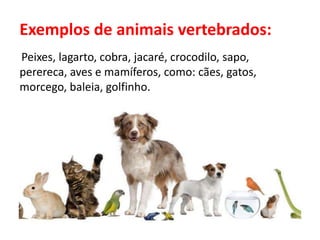 Exemplos de animais vertebrados:
Peixes, lagarto, cobra, jacaré, crocodilo, sapo,
perereca, aves e mamíferos, como: cães, gatos,
morcego, baleia, golfinho.
 