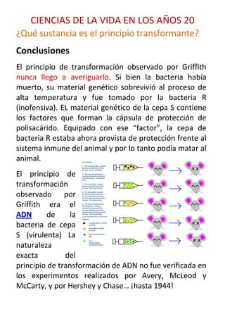 CIENCIAS DE LA VIDA EN LOS AÑOS 20
¿Qué sustancia es el principio transformante?
Conclusiones
El principio de transformación observado por Griffith
nunca llego a averiguarlo. Si bien la bacteria había
muerto, su material genético sobrevivió al proceso de
alta temperatura y fue tomado por la bacteria R
(inofensiva). EL material genético de la cepa S contiene
los factores que forman la cápsula de protección de
polisacárido. Equipado con ese “factor”, la cepa de
bacteria R estaba ahora provista de protección frente al
sistema inmune del animal y por lo tanto podía matar al
animal.
El principio de
transformación
observado por
Griffith era el
ADN      de     la
bacteria de cepa
S (virulenta) La
naturaleza
exacta         del
principio de transformación de ADN no fue verificada en
los experimentos realizados por Avery, McLeod y
McCarty, y por Hershey y Chase… ¡hasta 1944!
 
