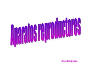 Aparatos reproductores Ana Sampedro. 