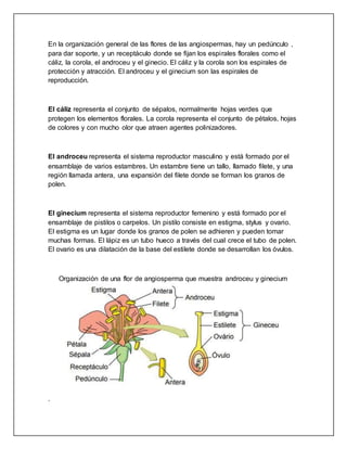 En la organización general de las flores de las angiospermas, hay un pedúnculo ,
para dar soporte, y un receptáculo donde se fijan los espirales florales como el
cáliz, la corola, el androceu y el ginecio. El cáliz y la corola son los espirales de
protección y atracción. El androceu y el ginecium son las espirales de
reproducción.
El cáliz representa el conjunto de sépalos, normalmente hojas verdes que
protegen los elementos florales. La corola representa el conjunto de pétalos, hojas
de colores y con mucho olor que atraen agentes polinizadores.
El androceu representa el sistema reproductor masculino y está formado por el
ensamblaje de varios estambres. Un estambre tiene un tallo, llamado filete, y una
región llamada antera, una expansión del filete donde se forman los granos de
polen.
El ginecium representa el sistema reproductor femenino y está formado por el
ensamblaje de pistilos o carpelos. Un pistilo consiste en estigma, stylus y ovario.
El estigma es un lugar donde los granos de polen se adhieren y pueden tomar
muchas formas. El lápiz es un tubo hueco a través del cual crece el tubo de polen.
El ovario es una dilatación de la base del estilete donde se desarrollan los óvulos.
Organización de una flor de angiosperma que muestra androceu y ginecium
.
 